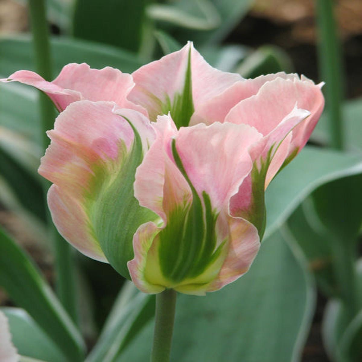 10 TULIP CHINA TOWN