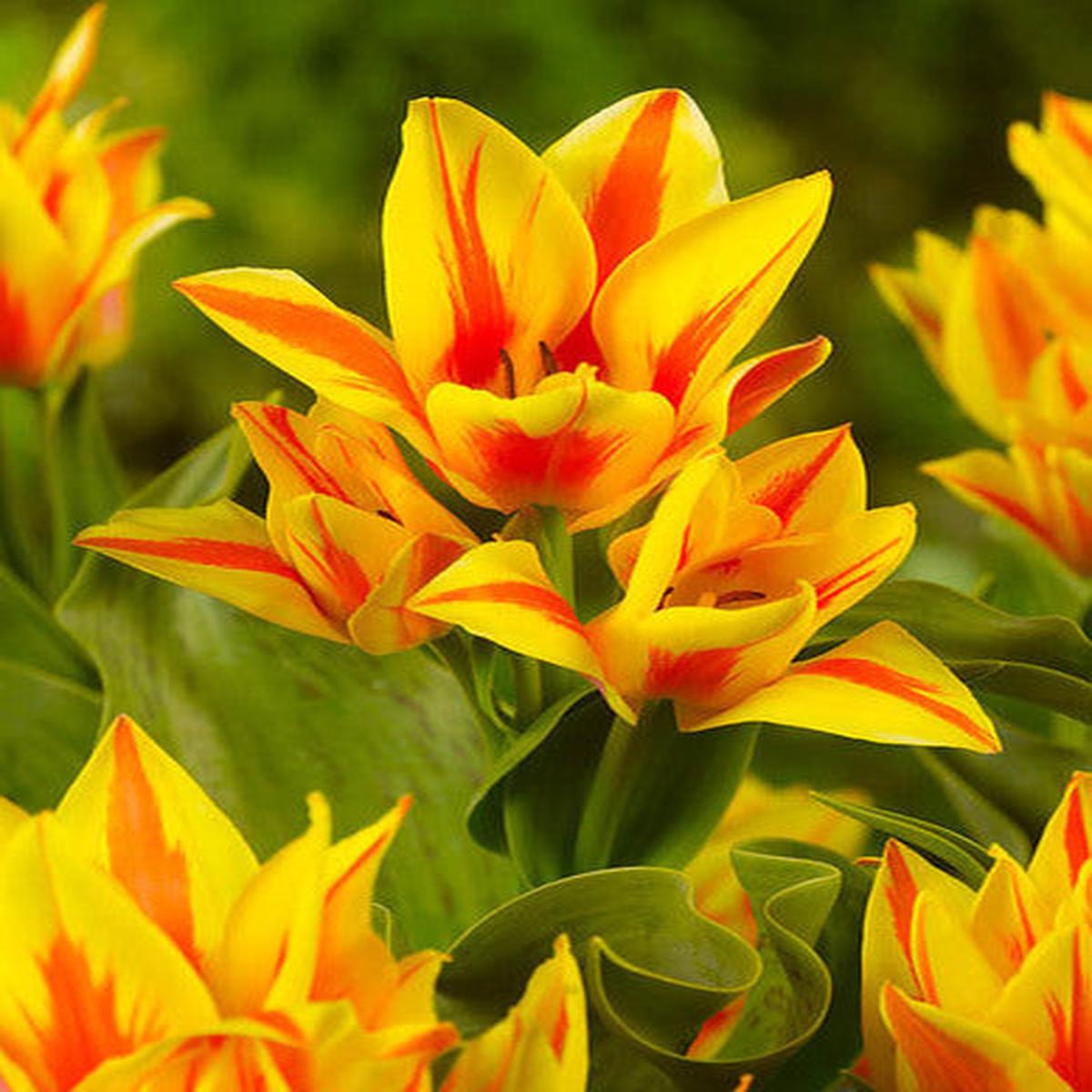 10 TULIP WINNIPEG LOOSE