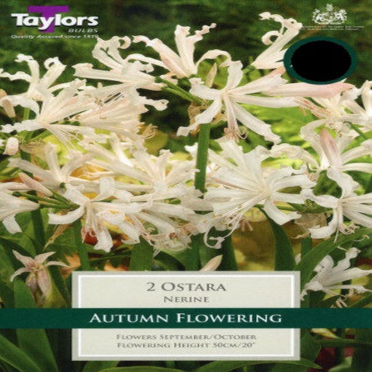 2 NERINE OSTARA