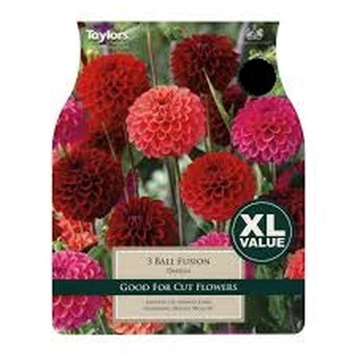 3 DAHLIA BALL FUSION I