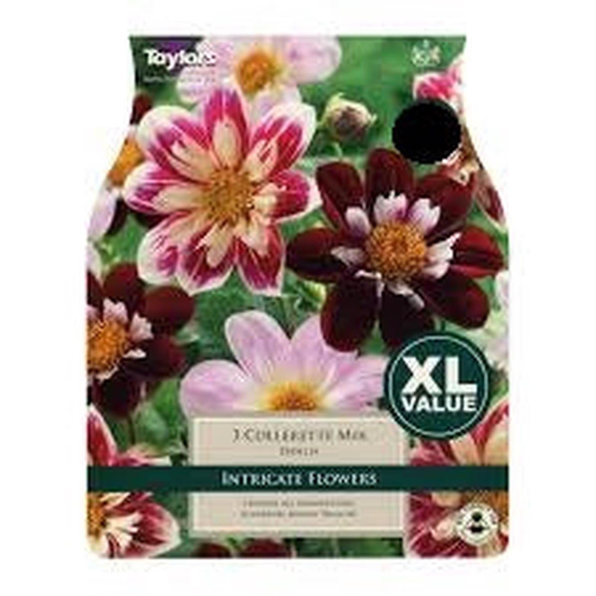 3 DAHLIA COLLERETTE MXD I