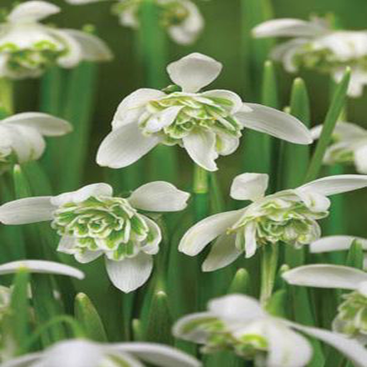 7 GALANTHUS NIVALIS FLORE PLENO   PREPACK