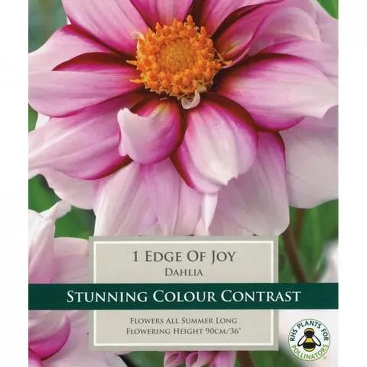 DAHLIA EDGE OF JOY