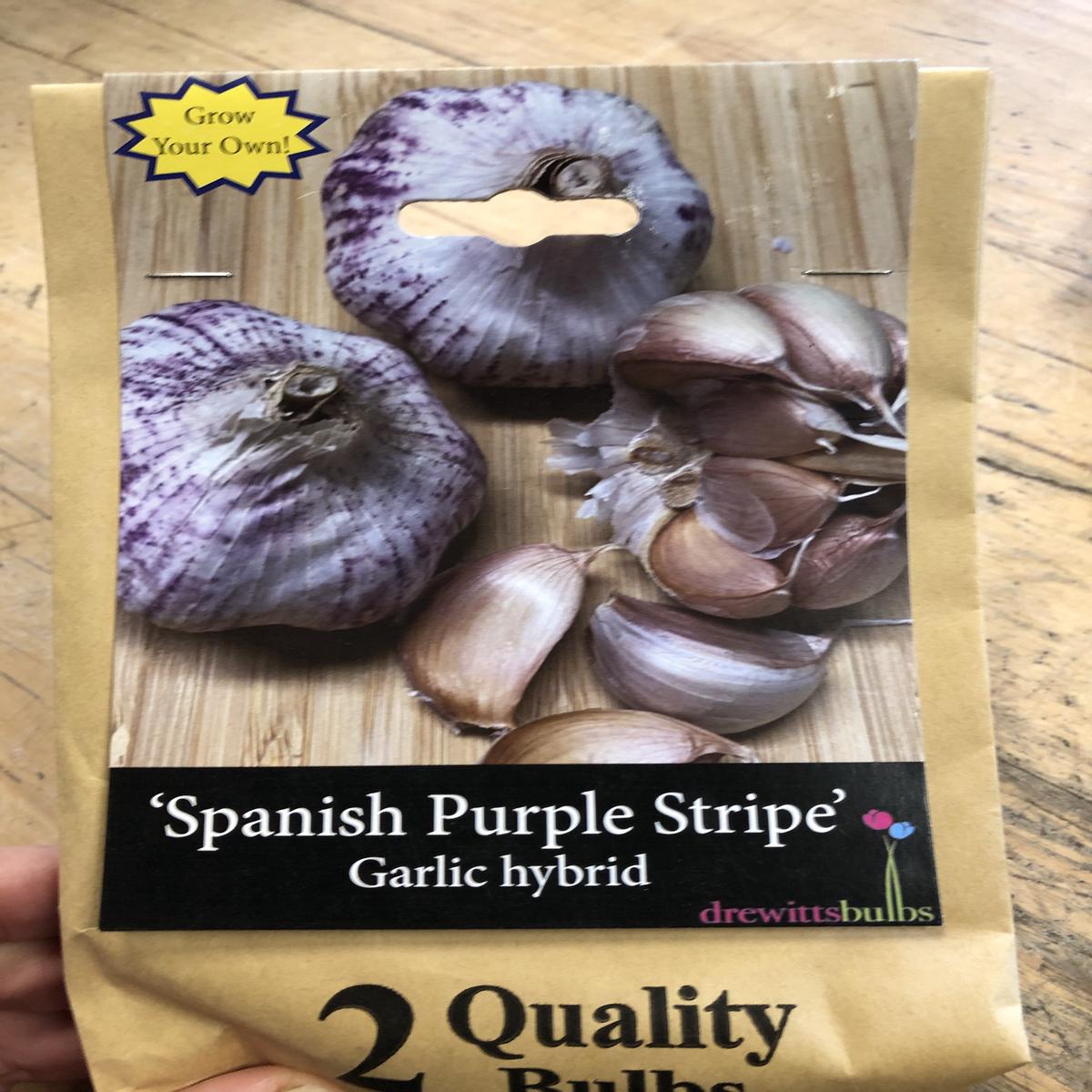 Garlic Spanish Purple Stripe