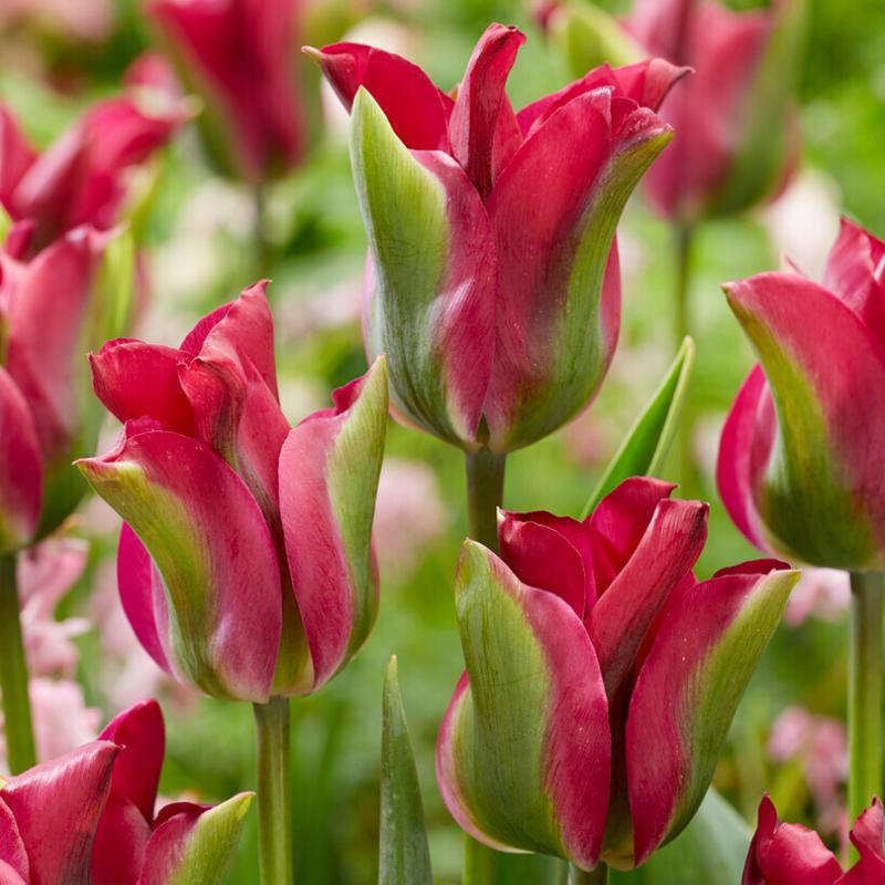 'Green Love' Viridiflora Tulip