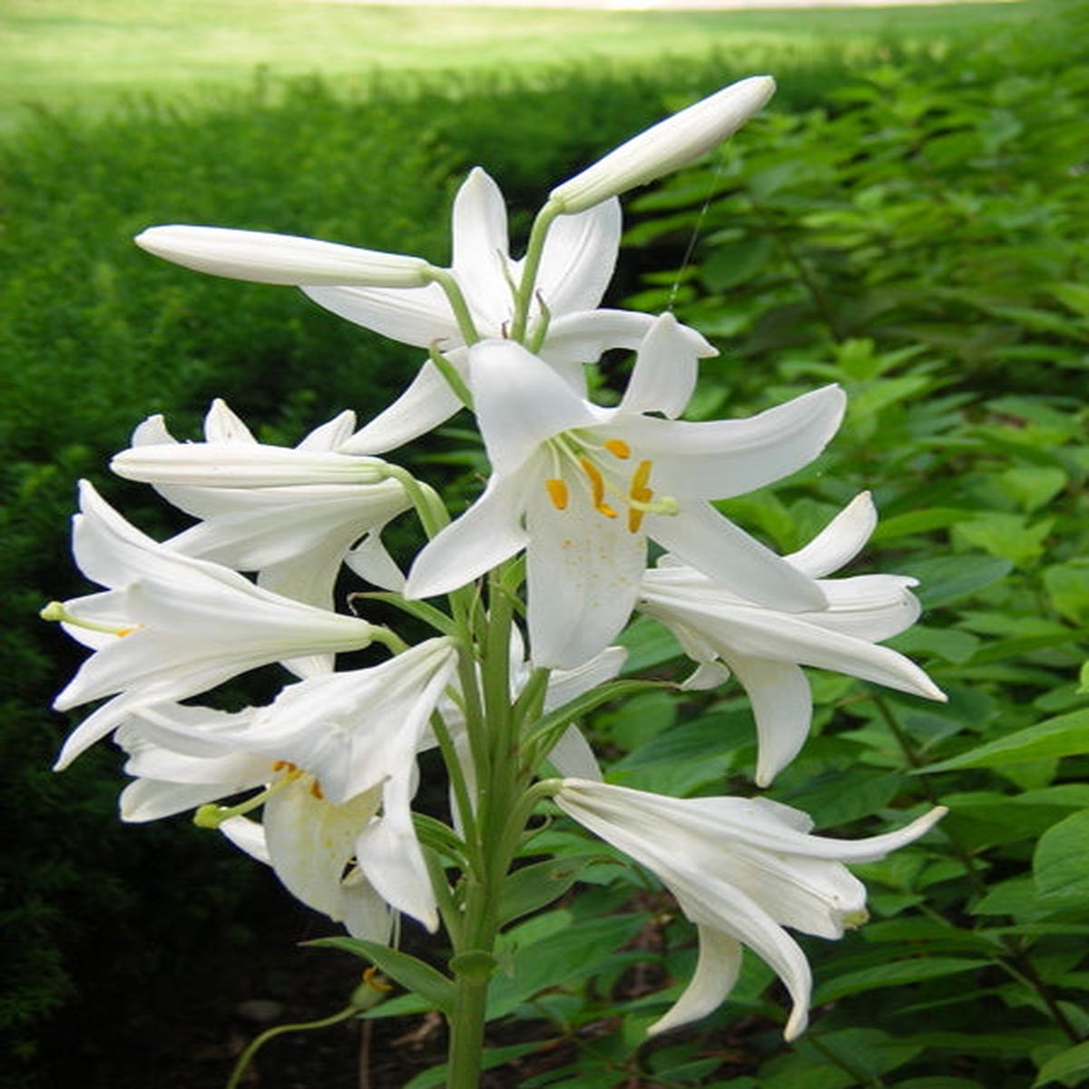 LILIUM CANDIDUM  loose