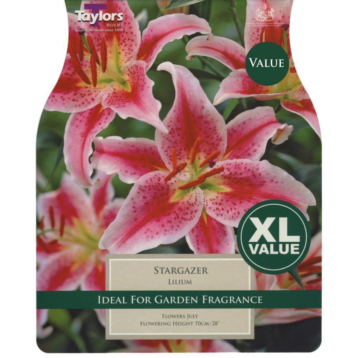 LILIUM STAR GAZER 4