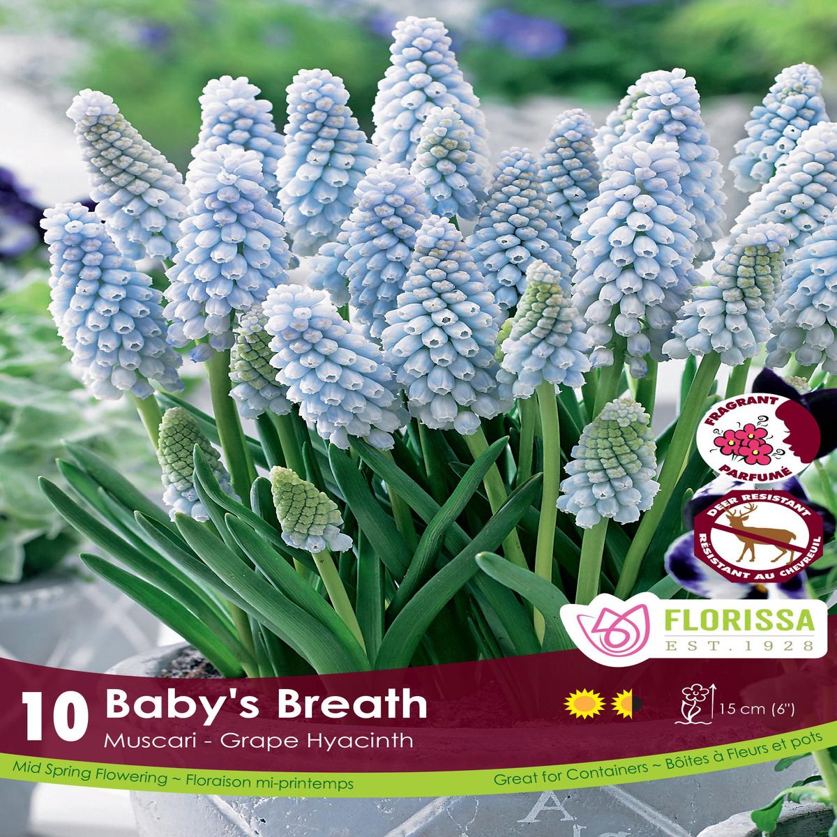Muscari Baby's Breath