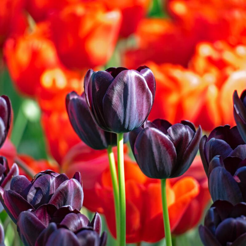 'Queen of Night' Tulip