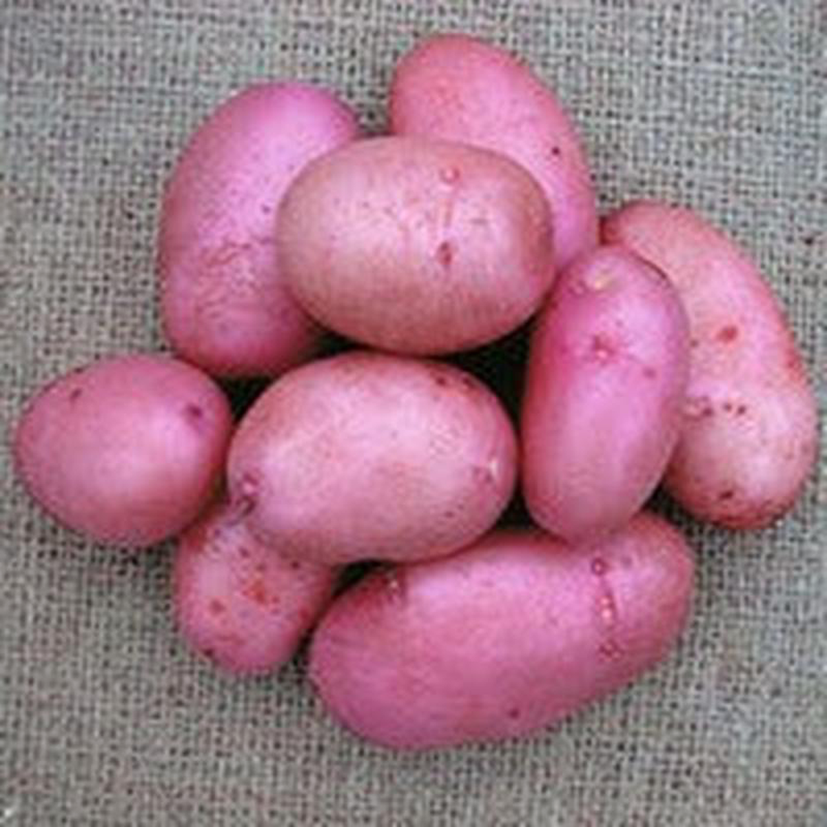 seed Poato SARPO AXONA