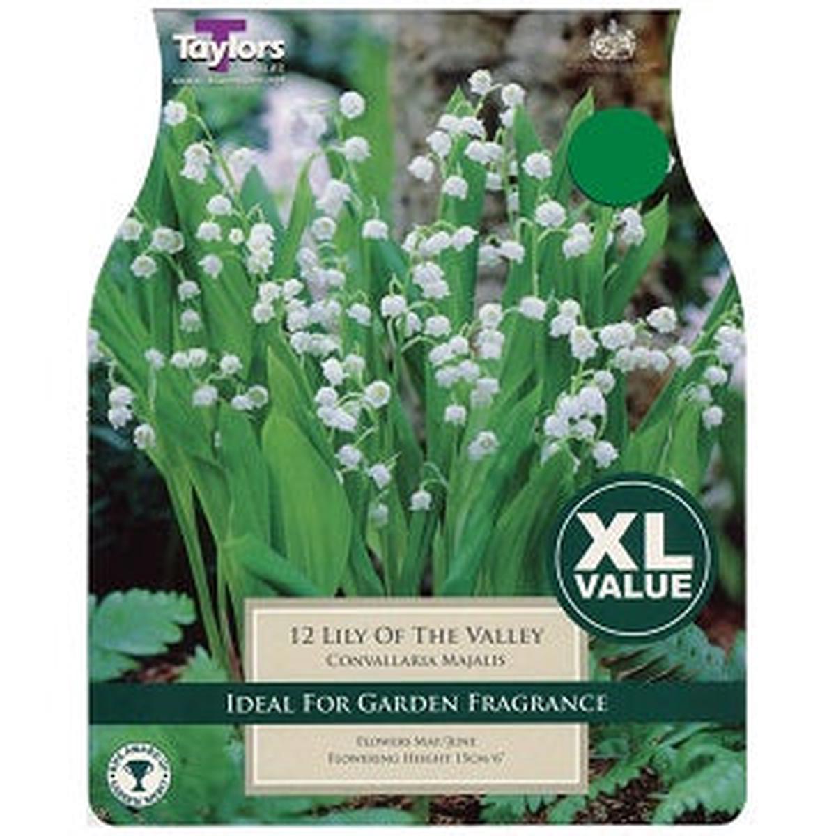 XL LILY OF THE VALLEY 7