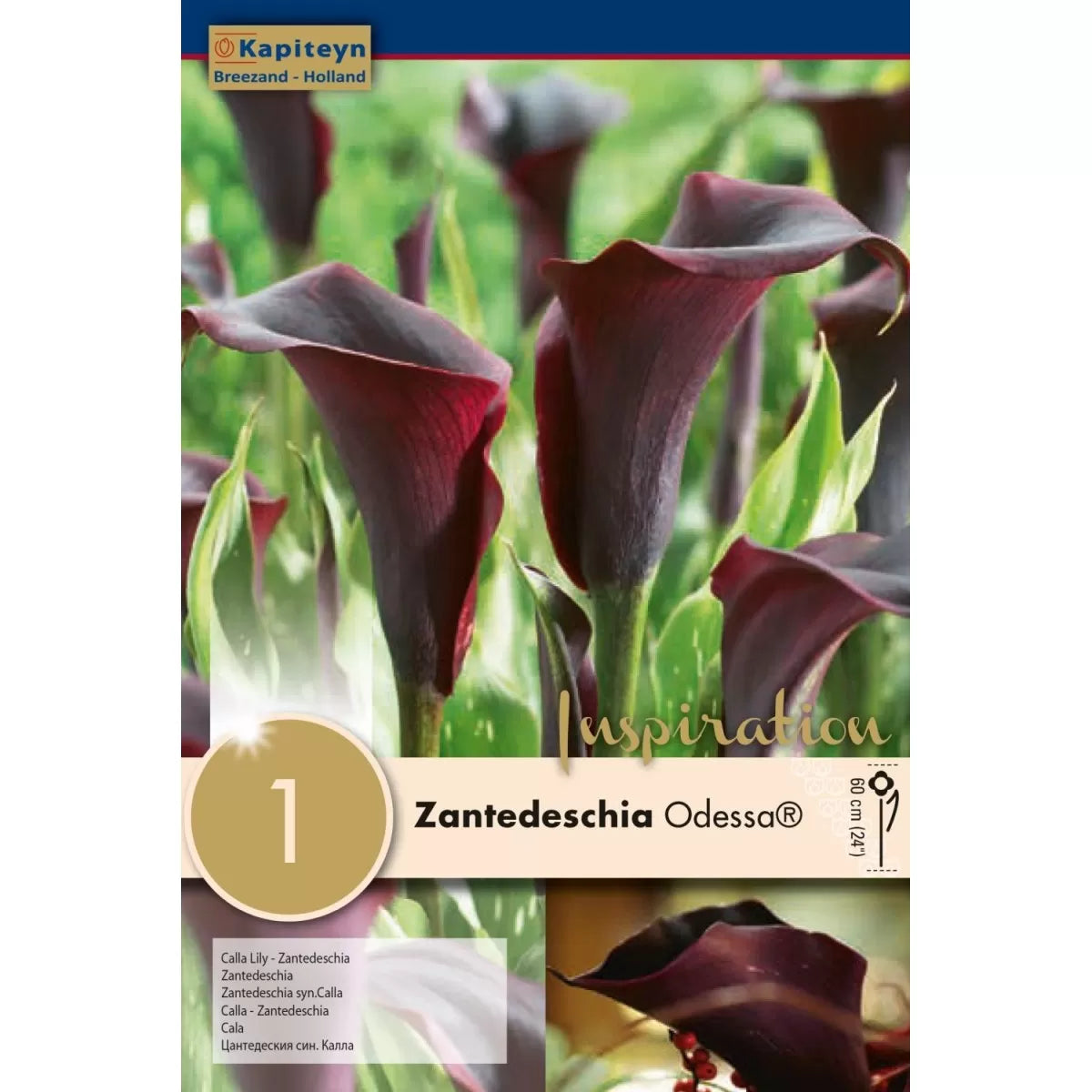 ZANTEDESCHIA ODESSA