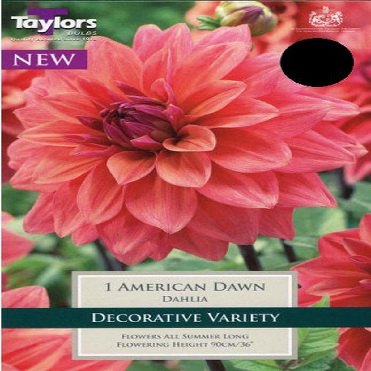 1 DAHLIA AMERICAN DAWN I