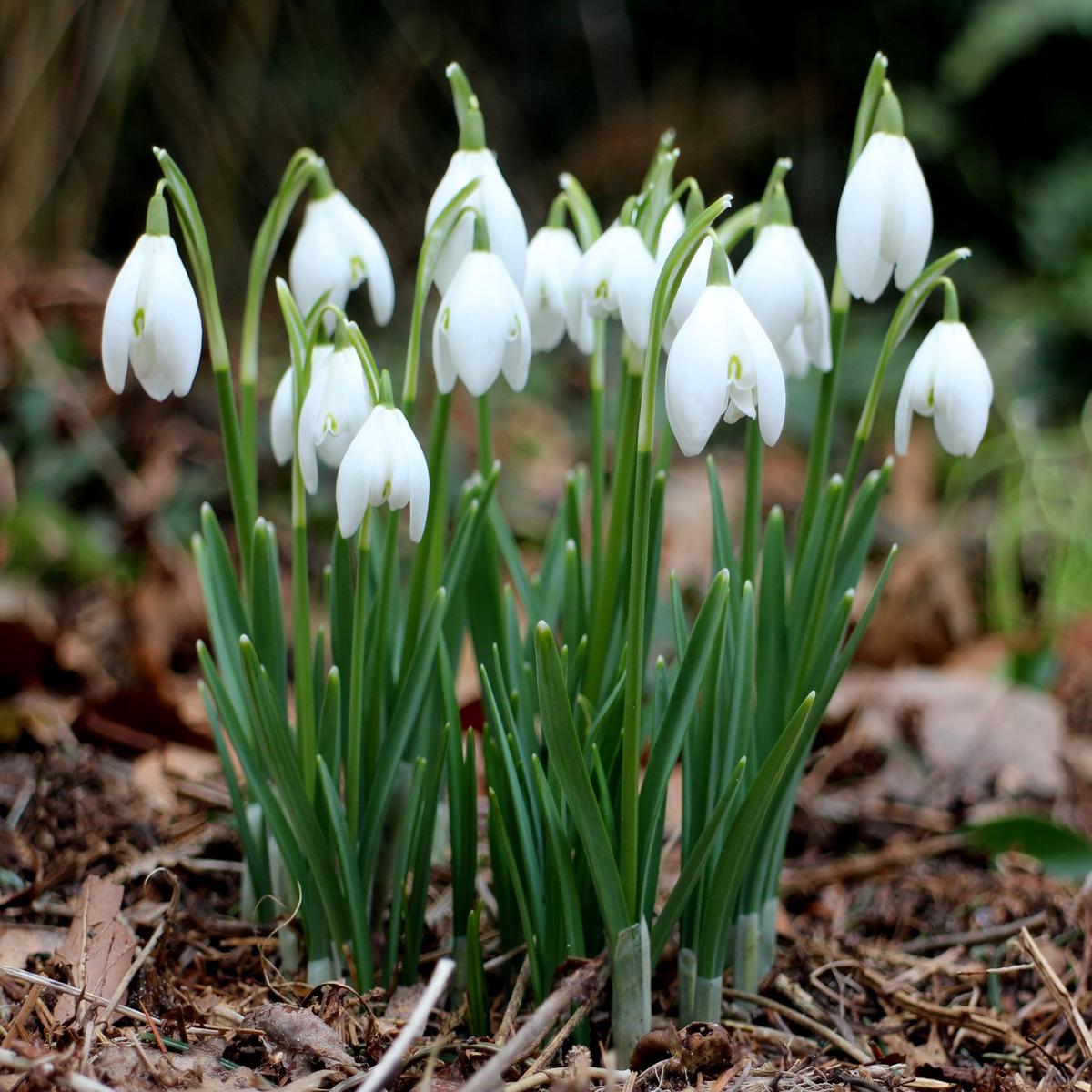10 GALANTHUS NIVALIS (FIELD GROWN SINGLE) PREPACK