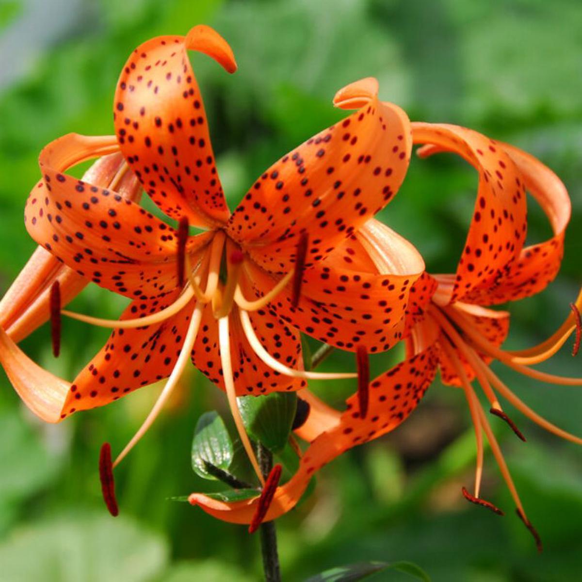 'Splendens' Tiger Lily