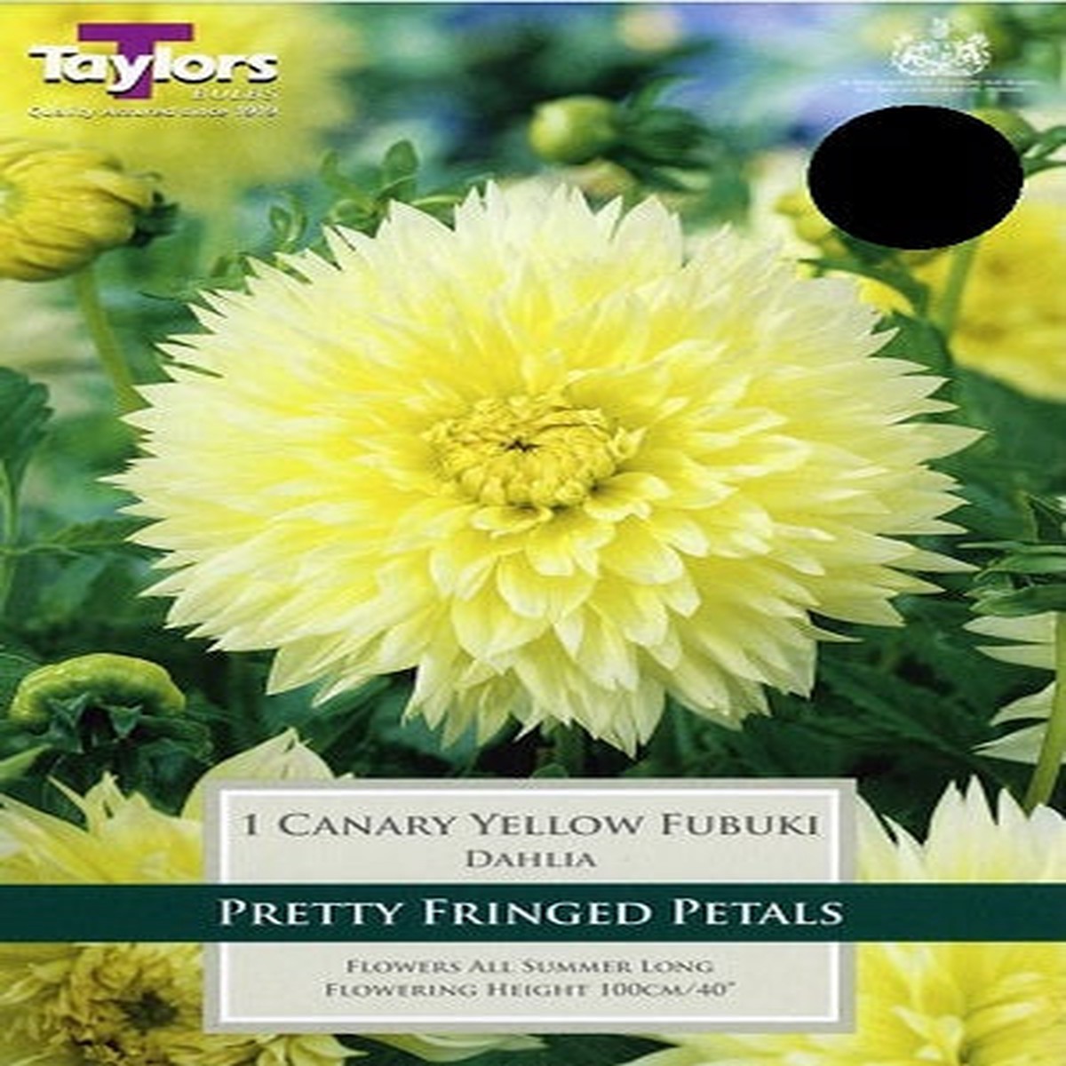 1 DAHLIA CANARY YELLOW FUBUKI I