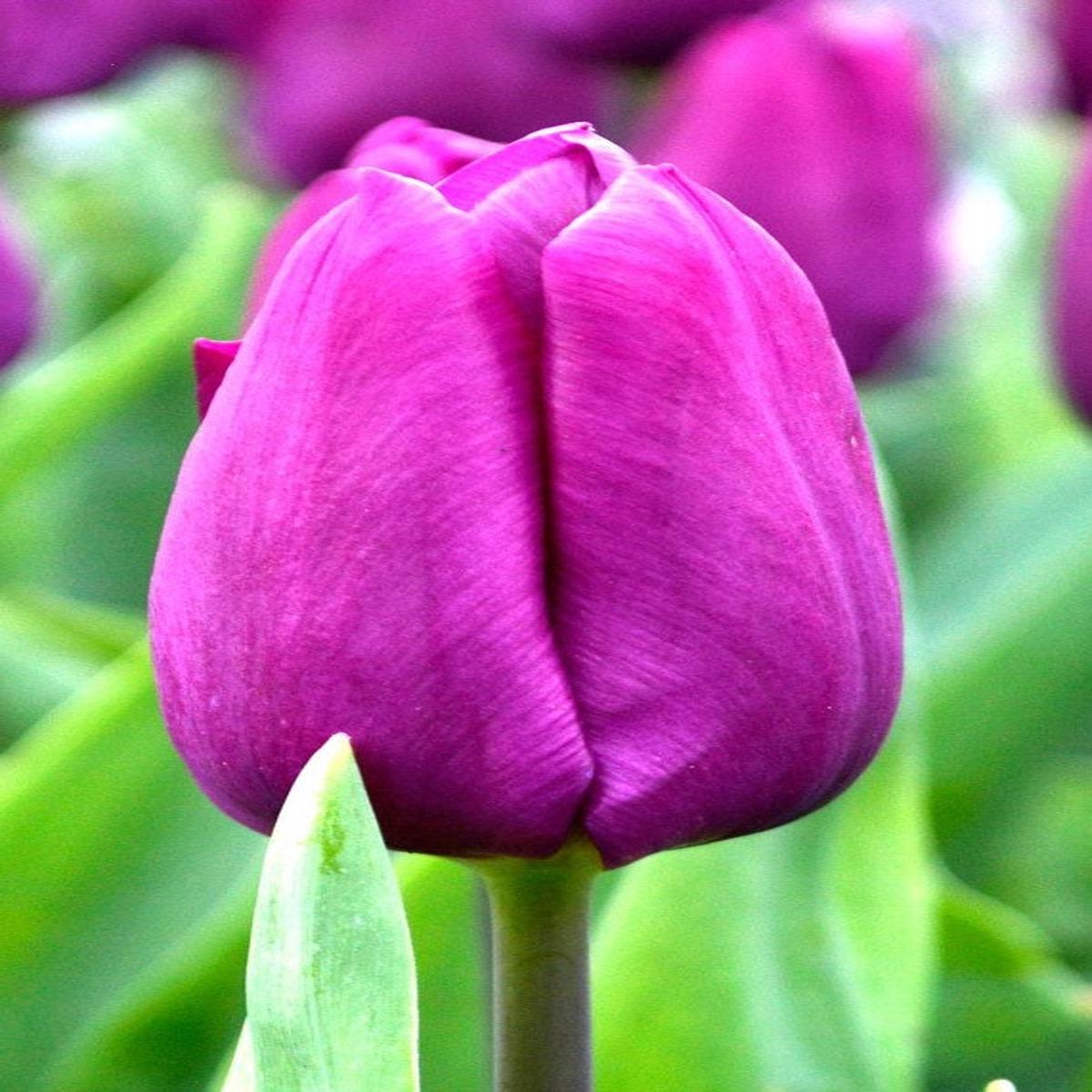 10 TULIP PURPLE PRINCE   LOOSE