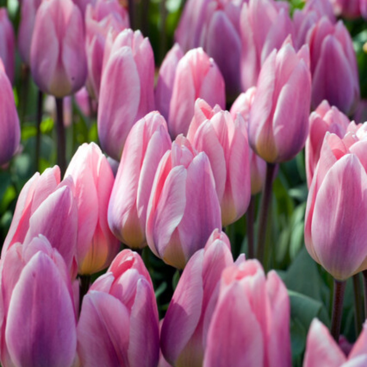 'Light and Dreamy' Tulip