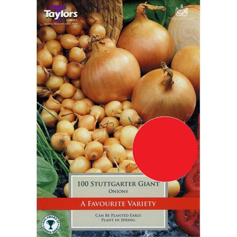 VALUE ONION STUTTGARTER GIANT 100