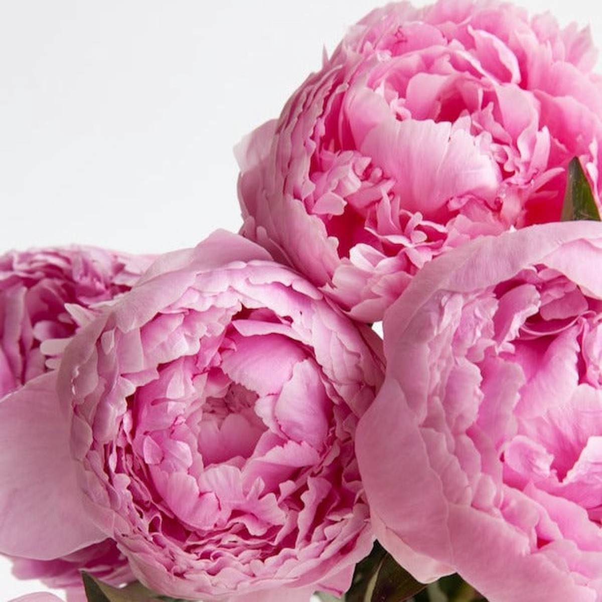 1 PAEONIA SARAH BERNHARDT 2-3 EYES