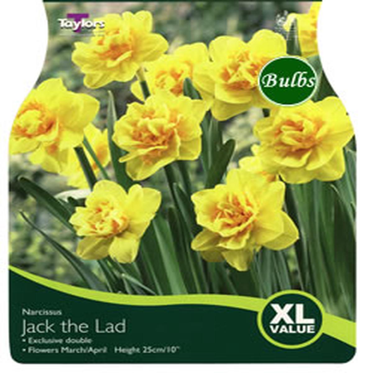 15 NARCISSI JACK THE LAD XL
