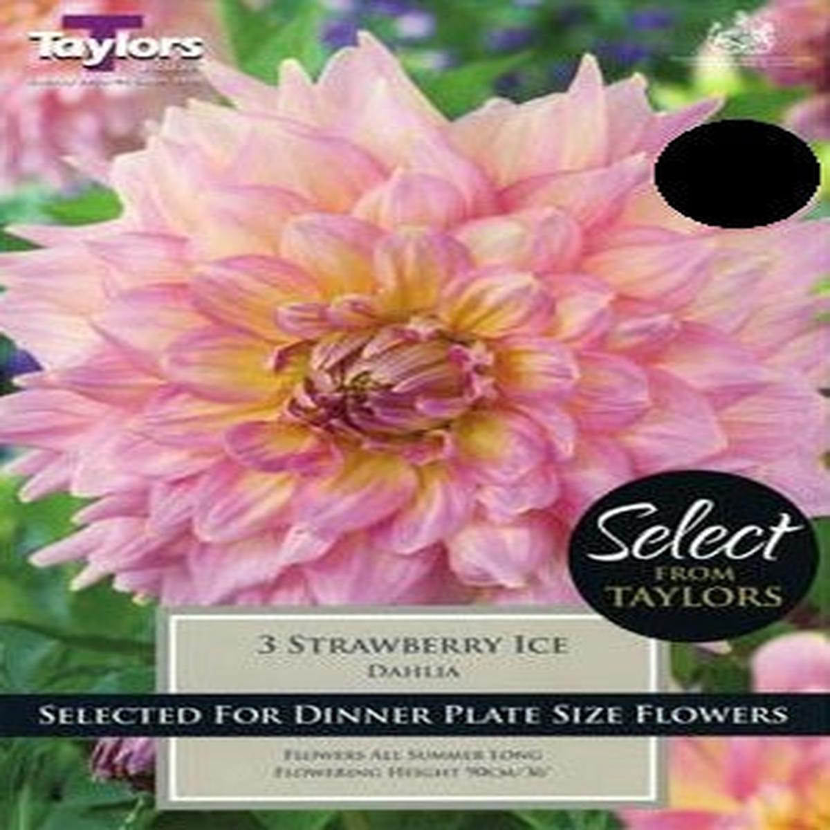 3 DAHLIA STRAWBERRY ICE I