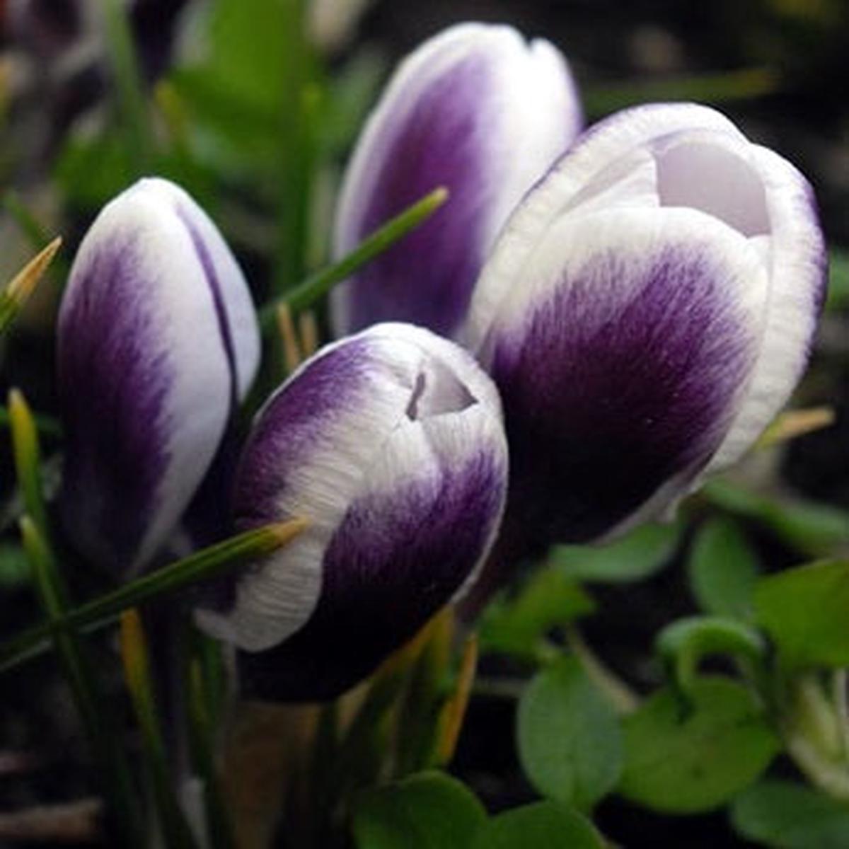 35 CROCUS PRINS CLAUS  XL