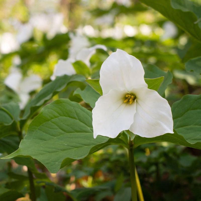 White Trillium