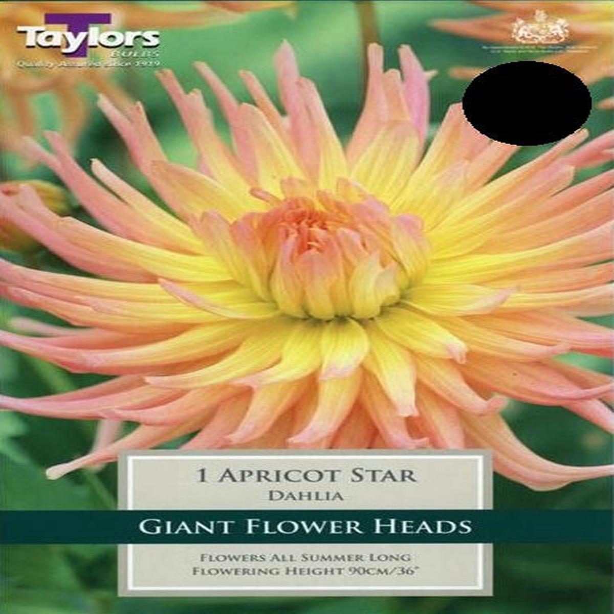 1 DAHLIA APRICOT STAR I