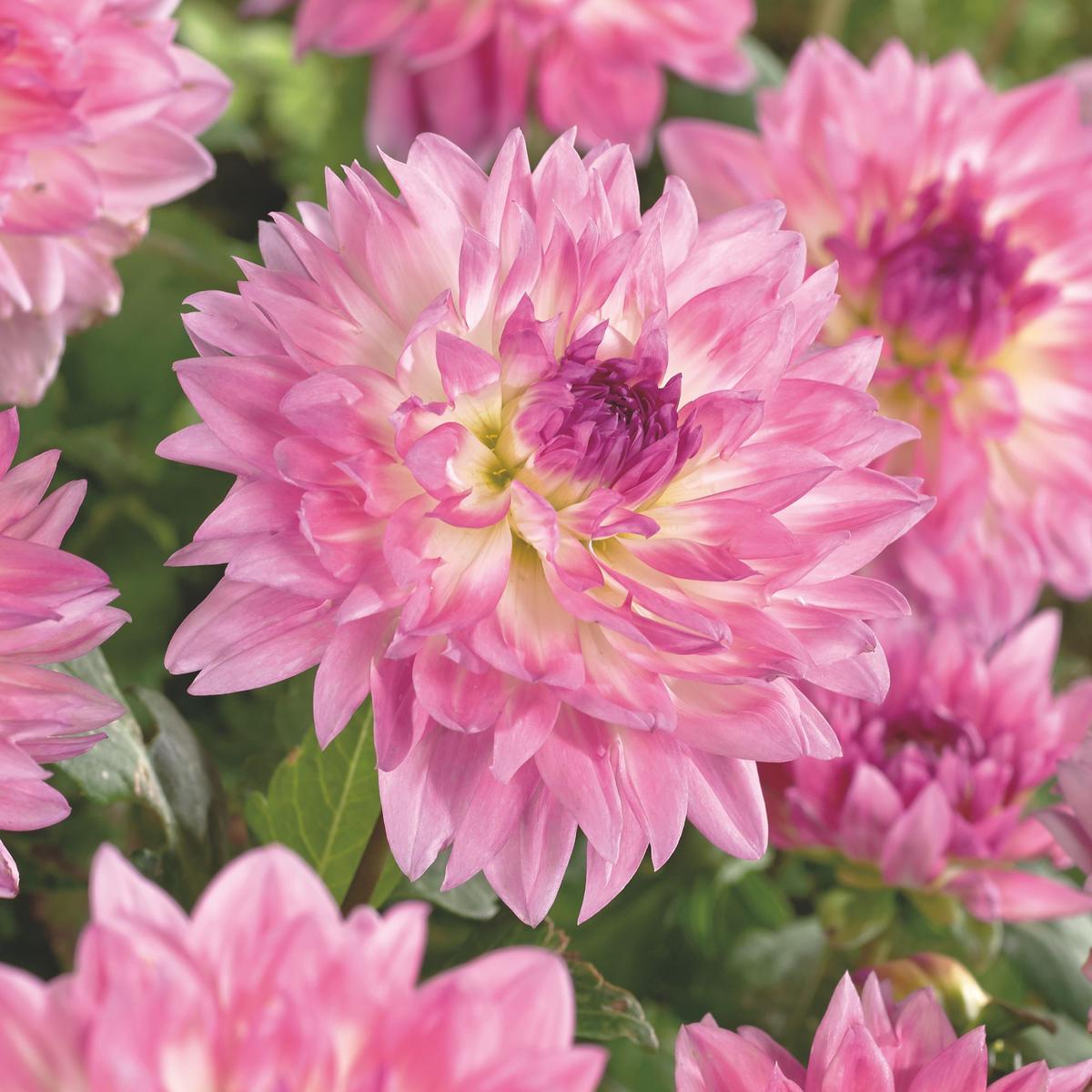 1 DAHLIA KORDESSA I