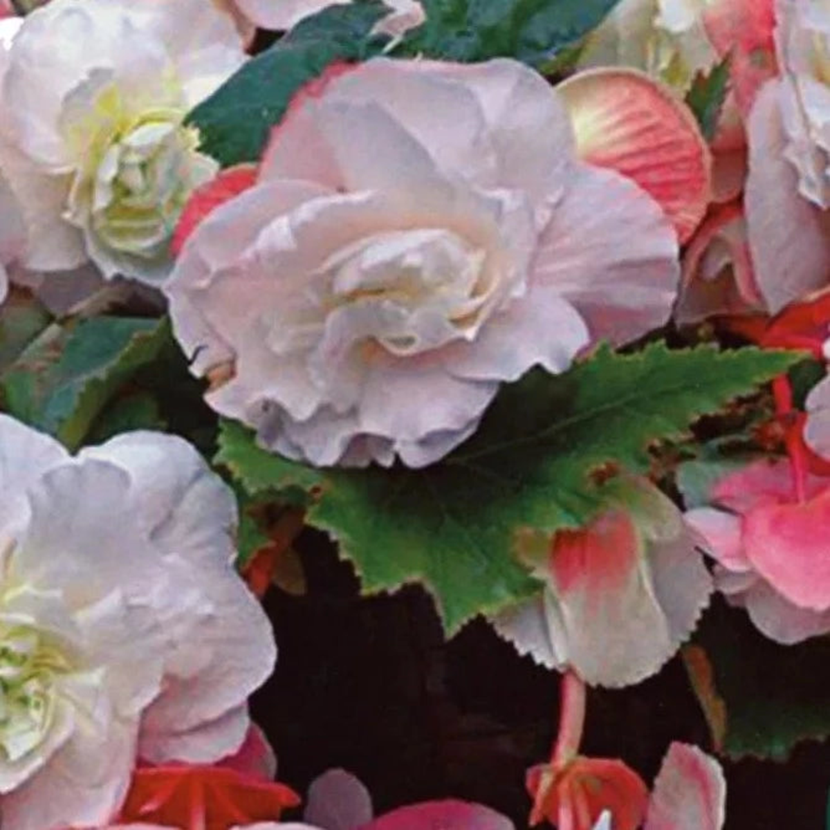 4 BEGONIA ODOR MOTHERS DAY 4-5