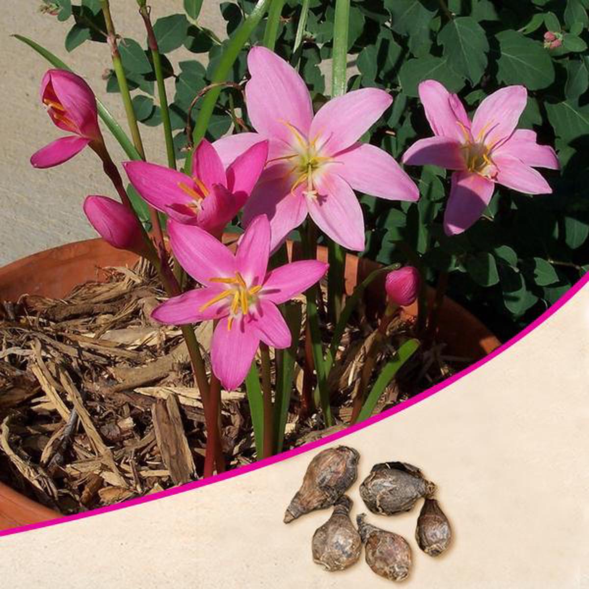 Zephyranthes Lily, Rain Lily - Bulbs