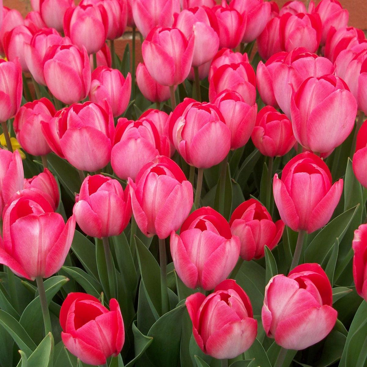 10 TULIP ORANGE VAN EIJK LOOSE
