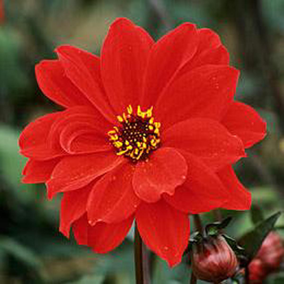 3 DAHLIA BISHOP OF LLANDAFF I
