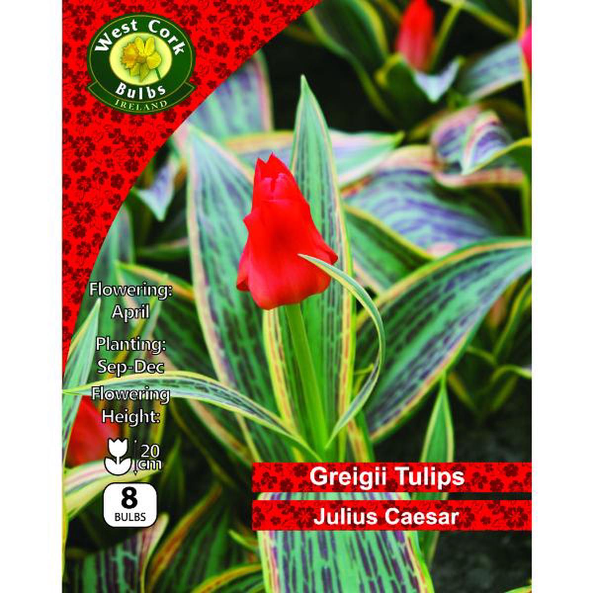 West Cork Bulbs Tulip Dwarf Julius Caesar 10 Bulbs