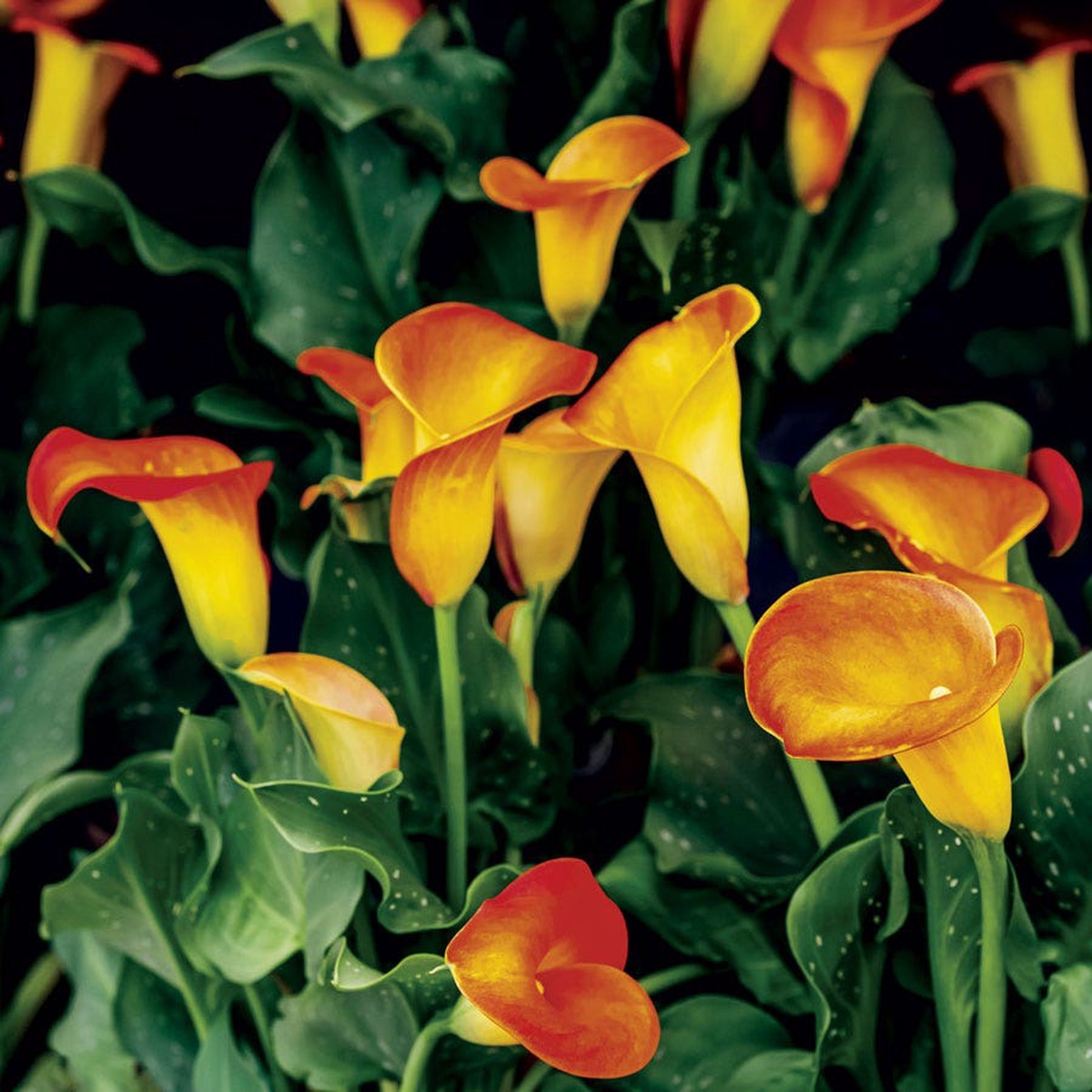 Zantedeschia Selina Calla Lily Bulb