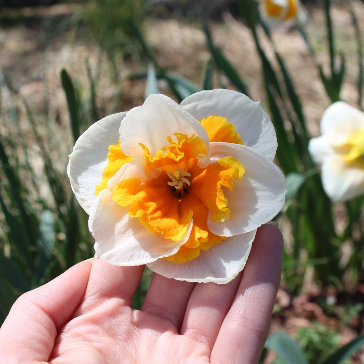 'Love Call' Large Cupped Daffodil
