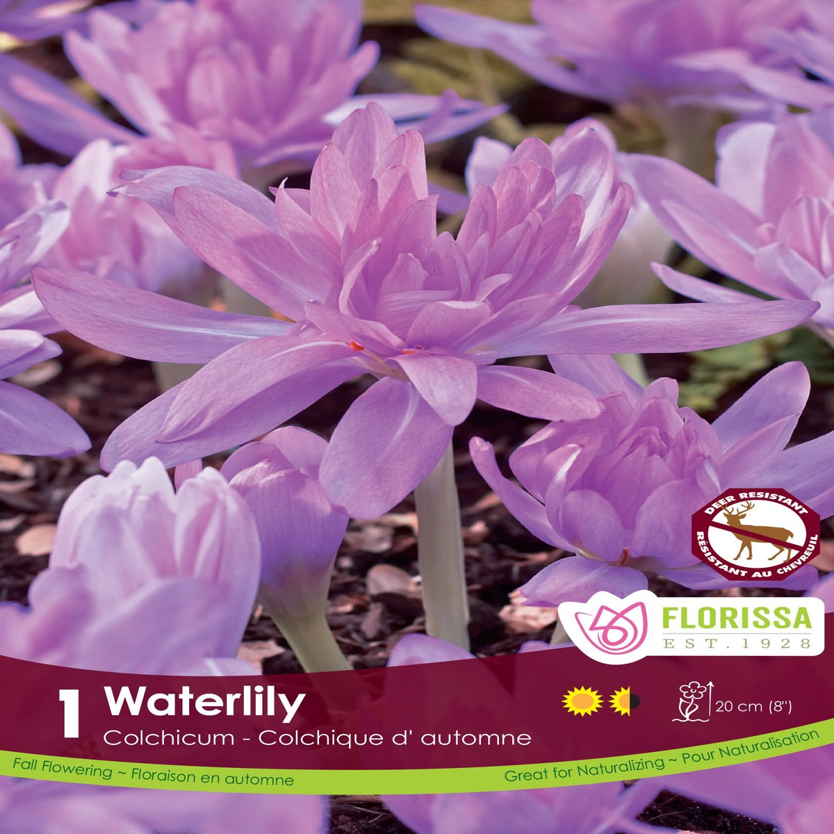 Waterlily Colchicum
