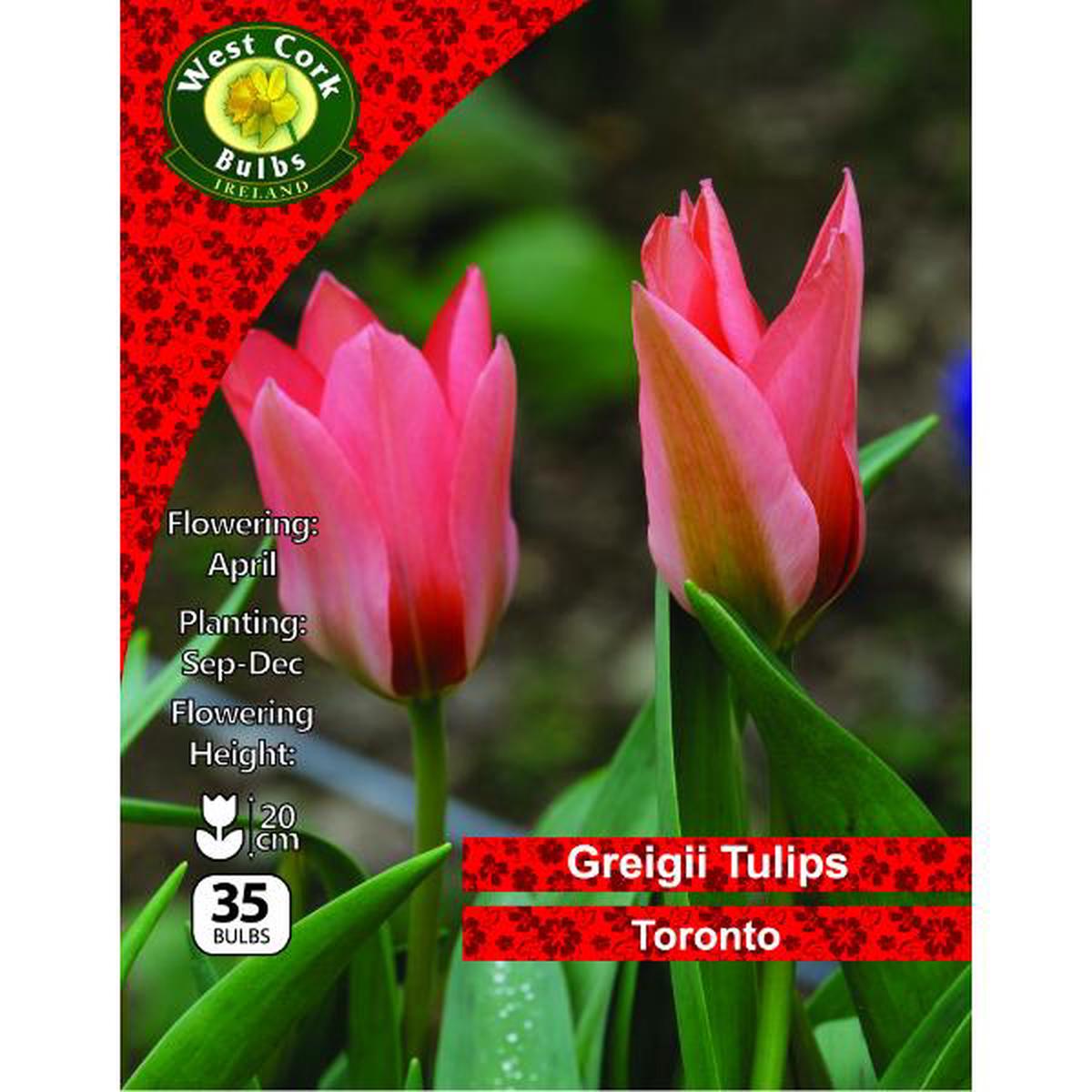 West Cork Bulbs Tulip Toronto 35 Bulbs