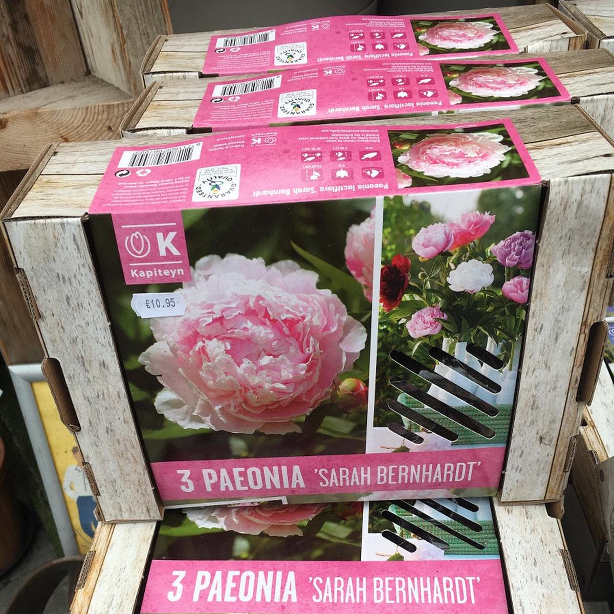 3 BEAUTIFUL GARDENS PAEONIA SARAH BERNARDT