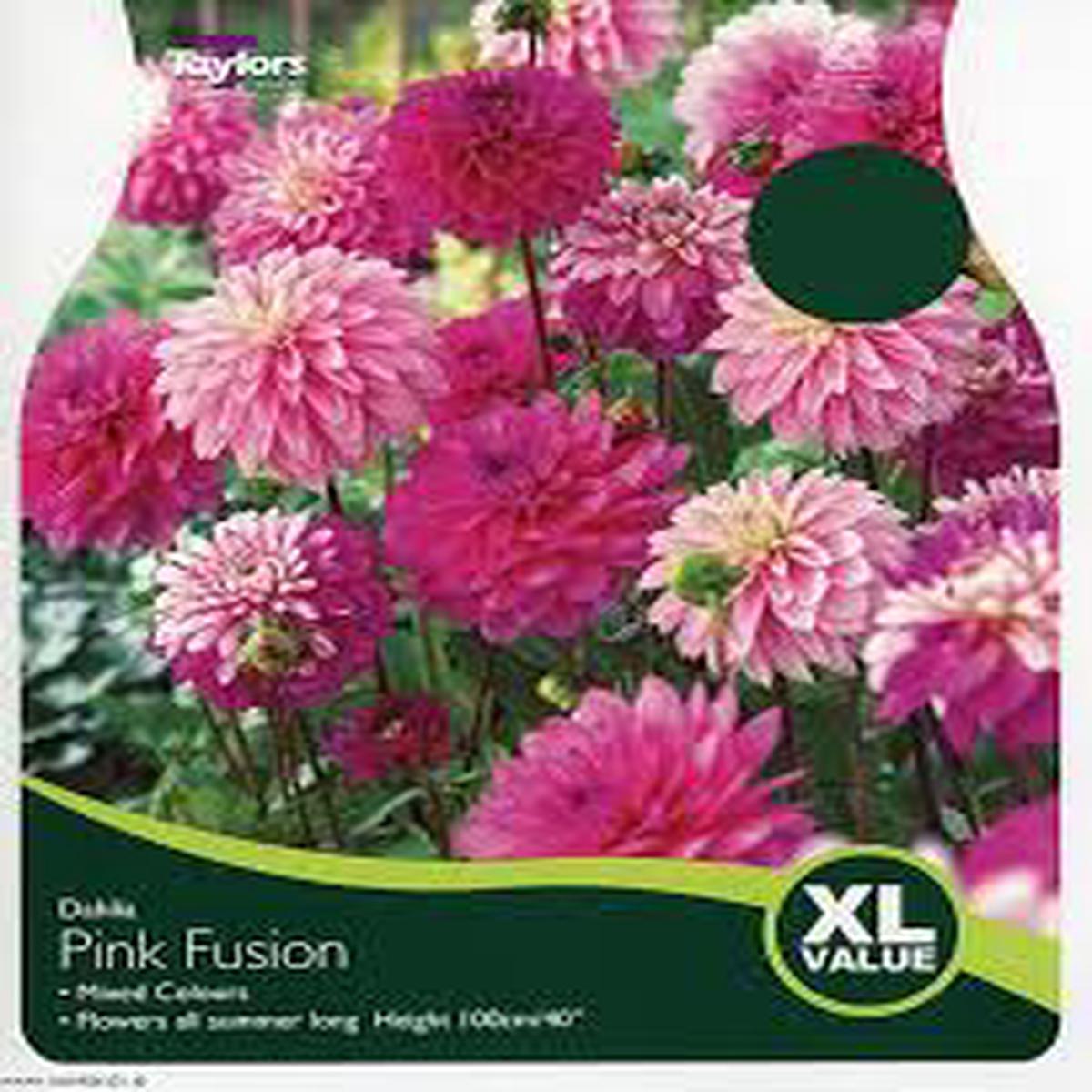 3 DAHLIA PINK FUSION I