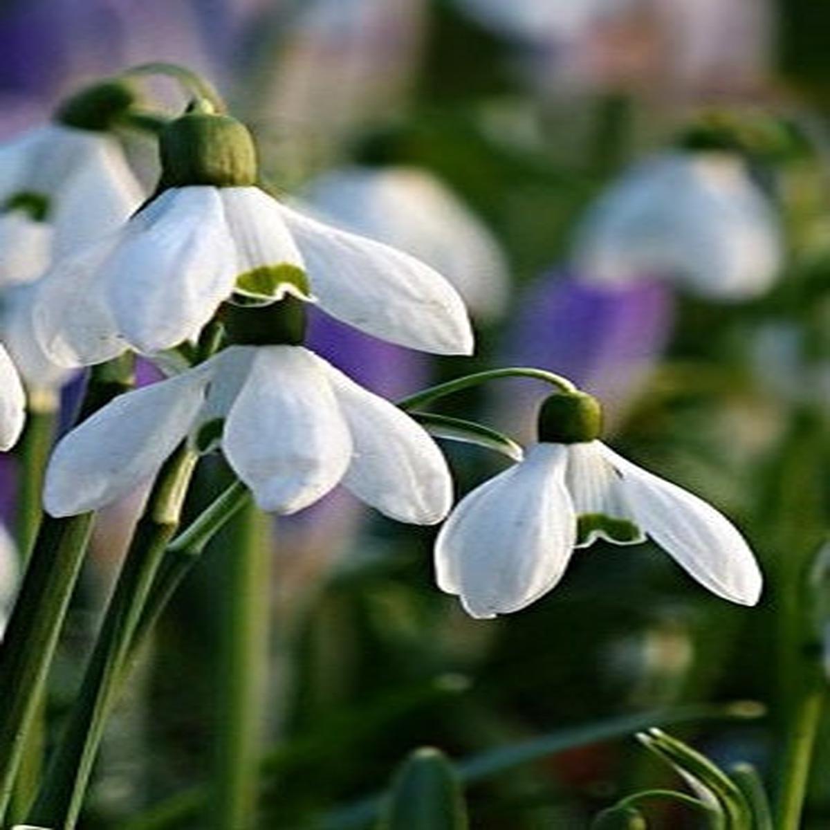 50 SNOWDROPS SINGLE FIELD GROWN VALUE PACK PREPACK