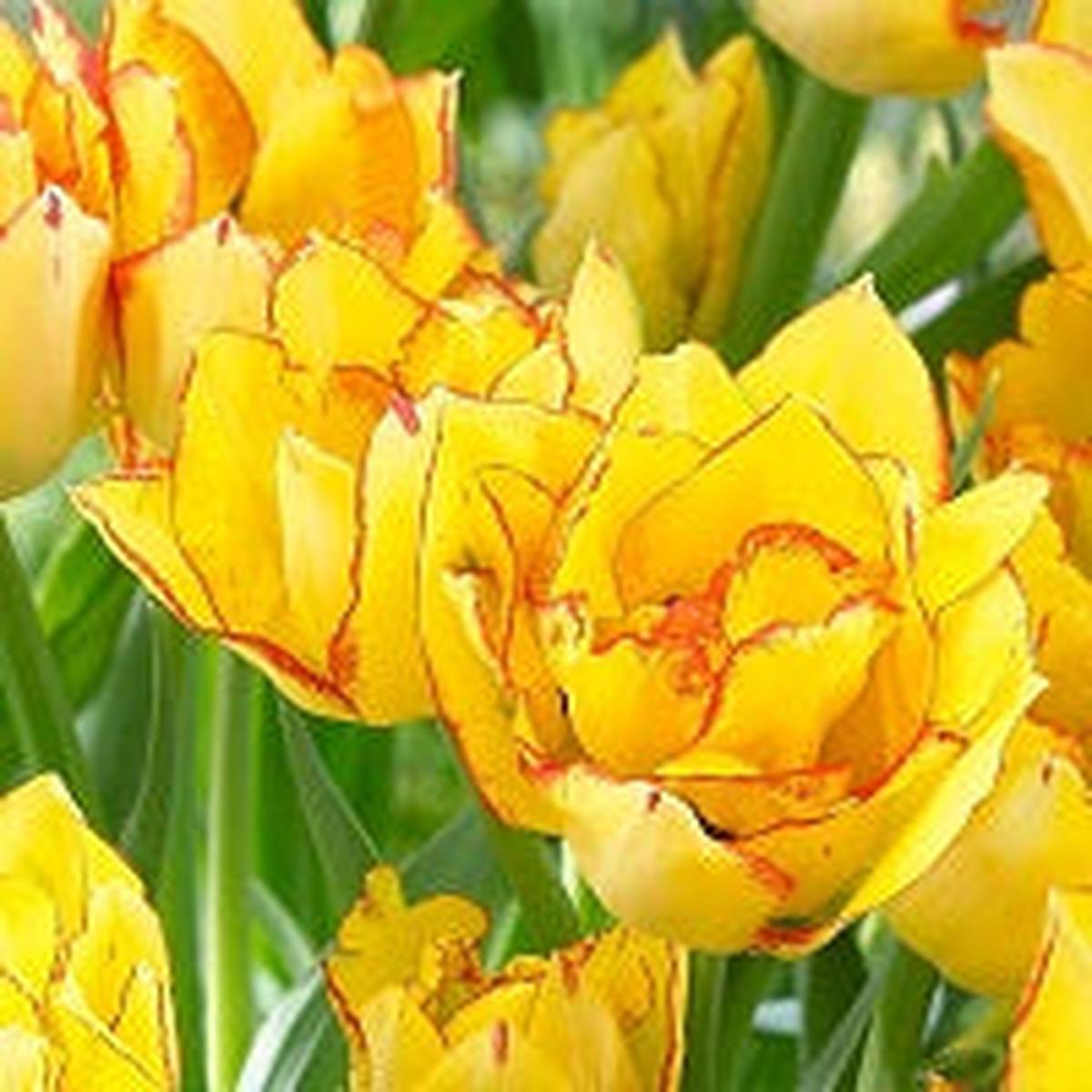 6 TULIP AQUILLA