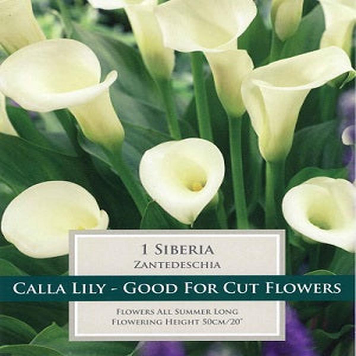 1 ZANTEDESCHIA SIBERIA 14-16