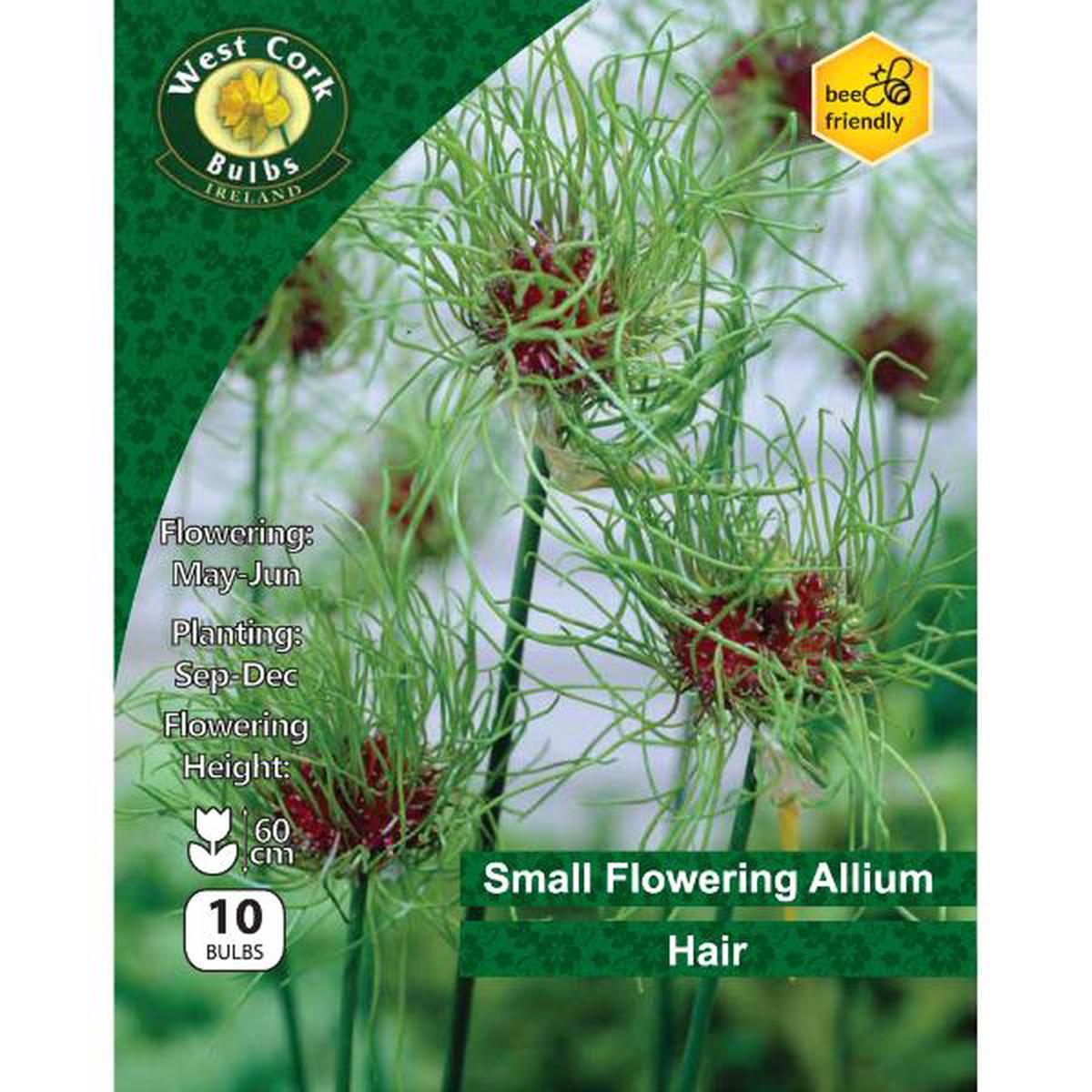 West Cork Bulbs Allium 'Hair' 10 Bulbs