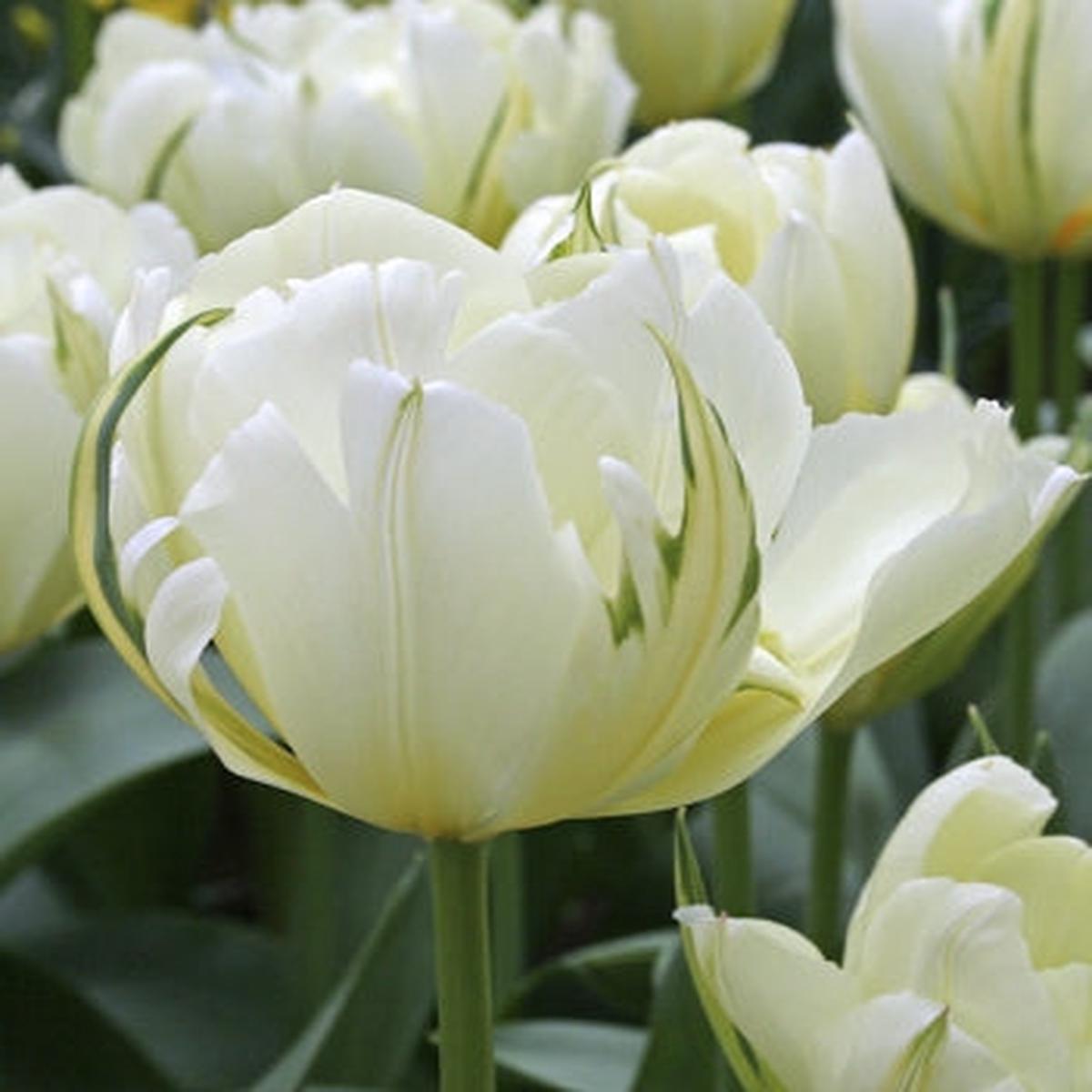 10 TULIP EXOTIC EMPEROR  LOOSE