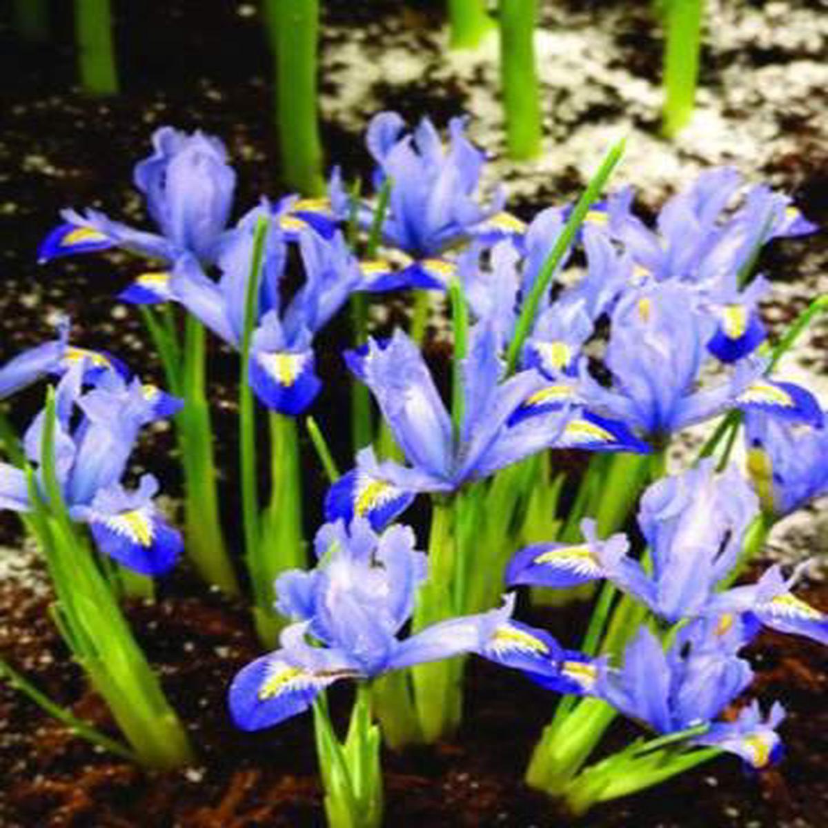 15 IRIS DWARF CAROLINA PREPACK