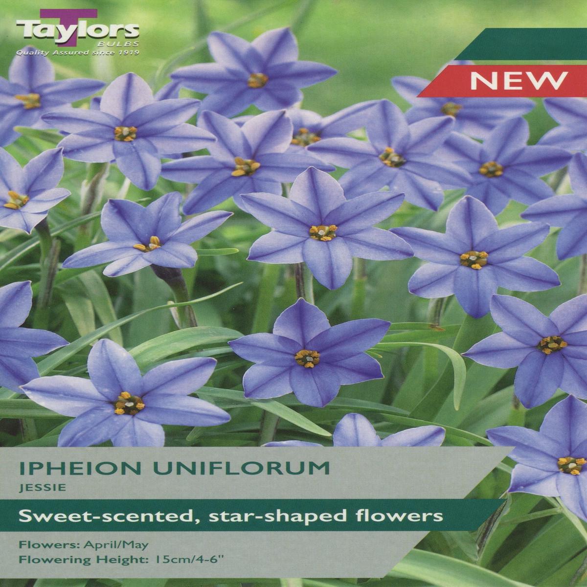 15 IPHEION UNIFLORUM JESSIE