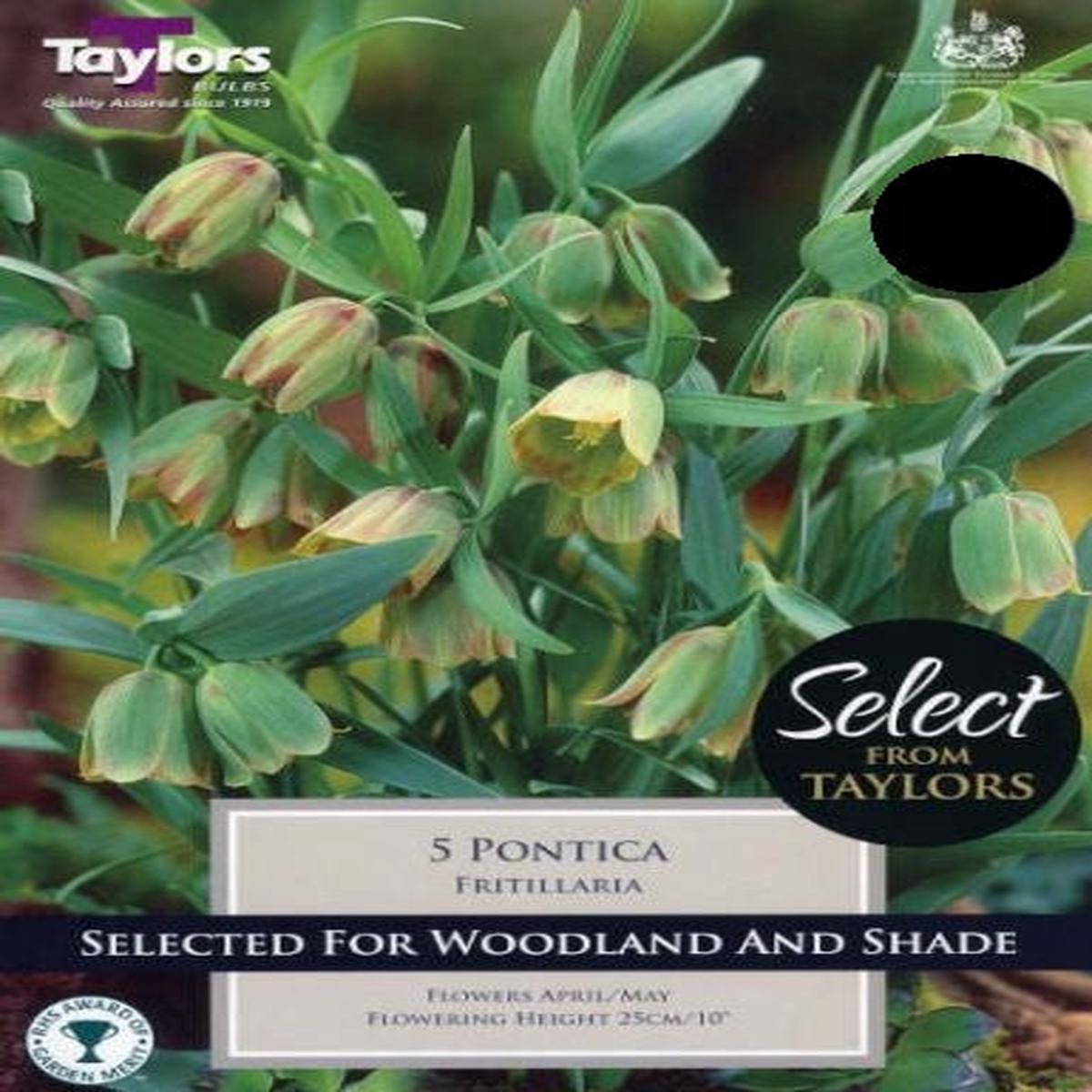 5 FRITILLARIA PONTICA