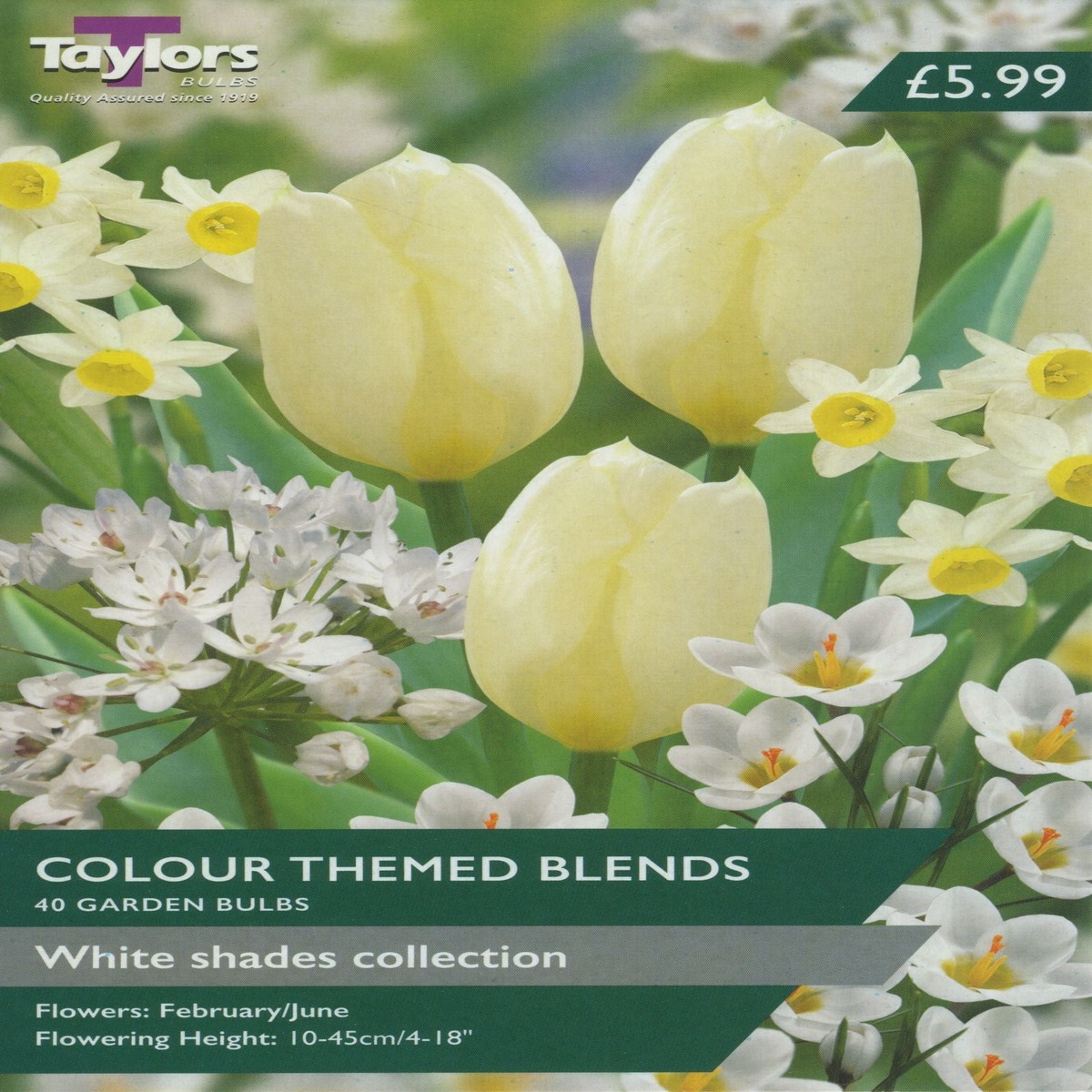WHITE SHADES COLLECTION